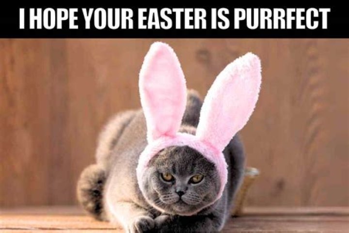 Discover The Secrets Of Easter Cat Memes: Unleashing Joy And Insights