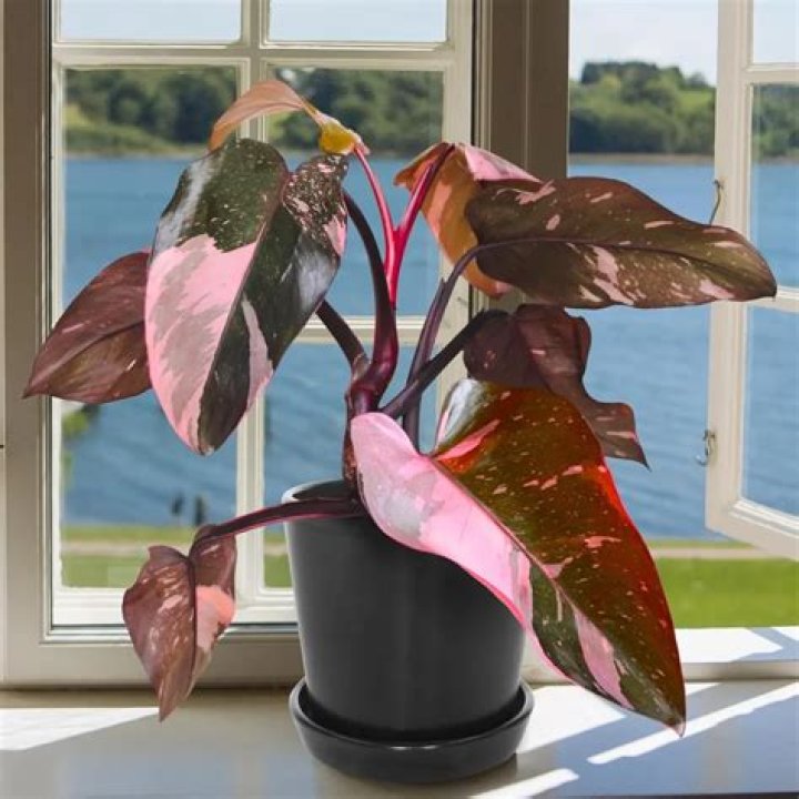 Unveil The Enchanting World Of The Huge Pink Princess Philodendron