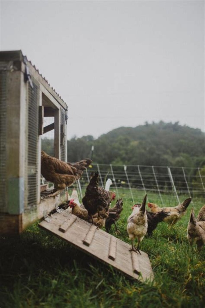 Unveiling The Enigma: Unraveling Chicken's Eggless Mystery