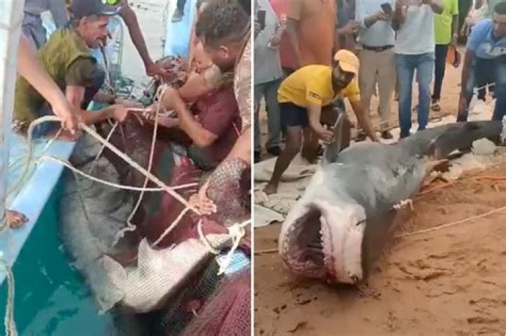 Vladimir Popov Shark Attack Case Study
