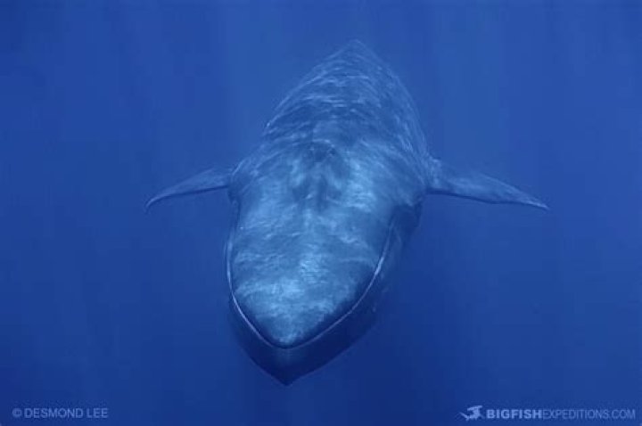 Whale Bitten In Half Hawaii