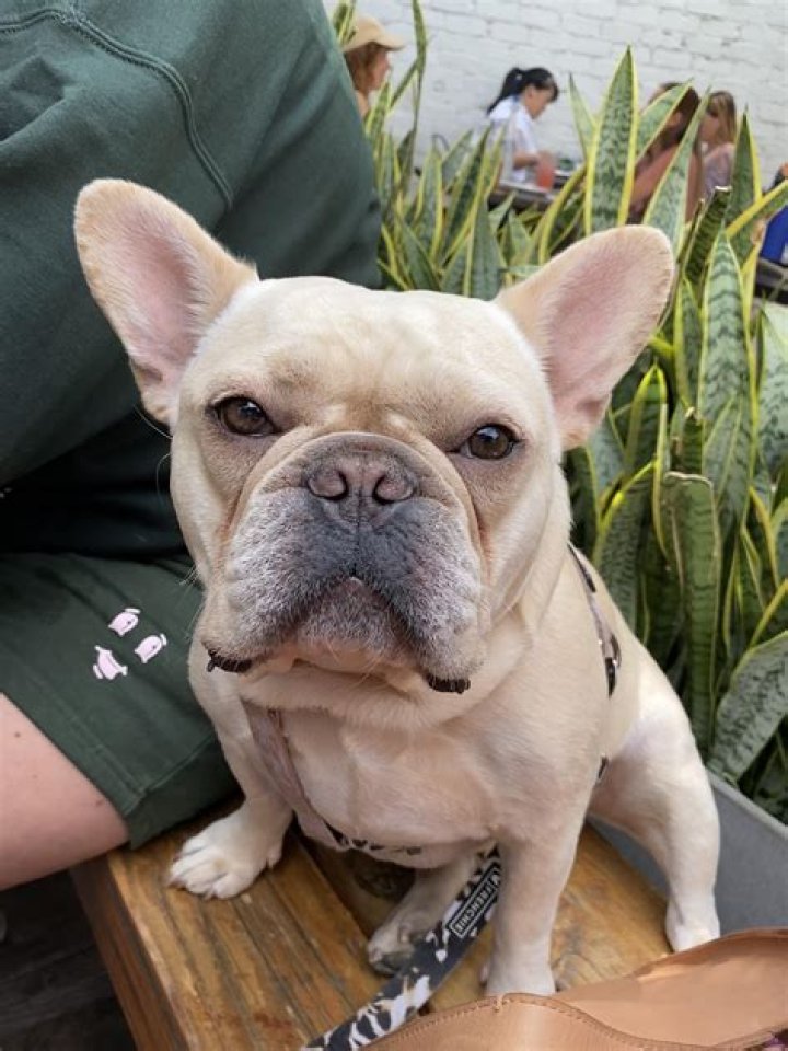Why Dogs Smell Like Fritos, According to a Veterinary Scientist